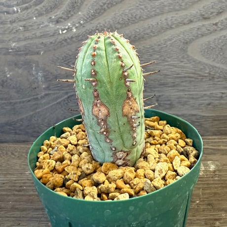 54、Euphorbia pillansii