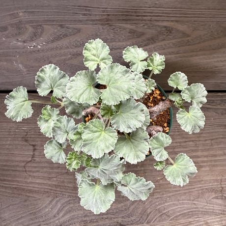 61、Pelargonium mirabile