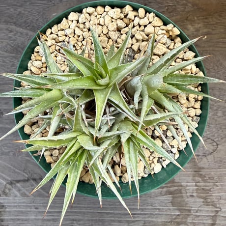 25、Deuterocohnia lorentziana