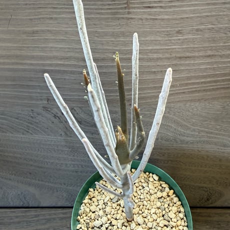 29、Euphorbia arbuscula