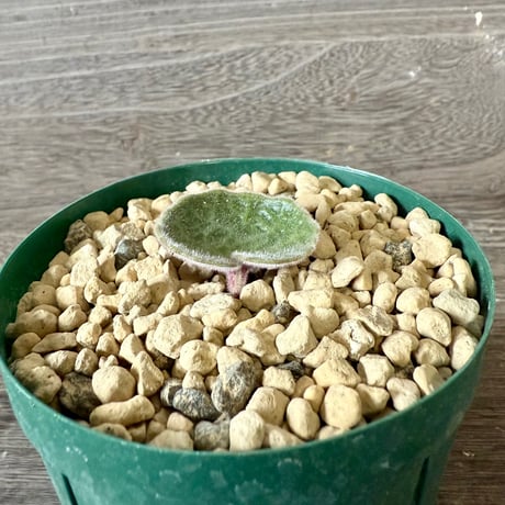 131、Tyrecodon singularis