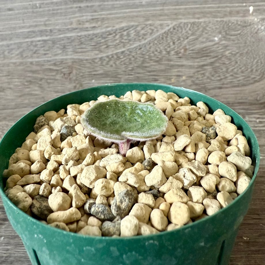 690592aed34c9c6ffab03961