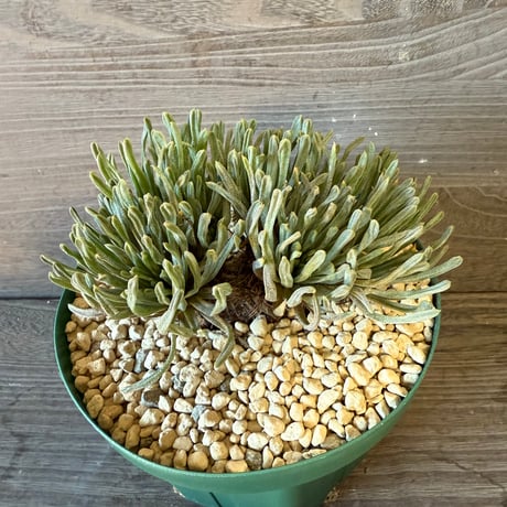 124、Bulbine sp.Nakaberg