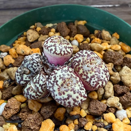 156、Conophytum ursprungianum TS.603