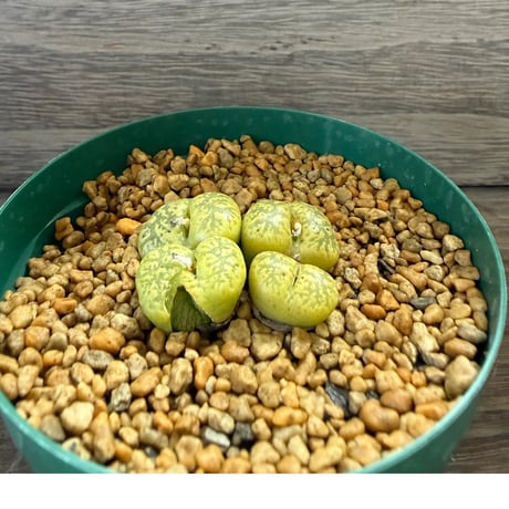 161、Lithops terricolor ‘Localis‘（C133）