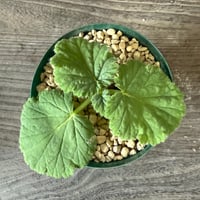 132、Pelargonium oblongatum