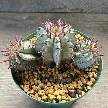 89、Euphorbia ‘horrida × polygona‘