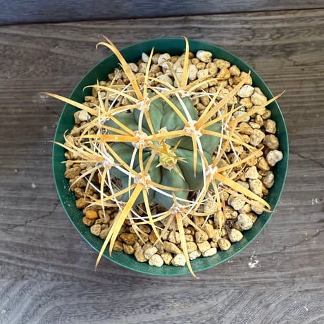 51、Ferocactus 黄刺神仙玉