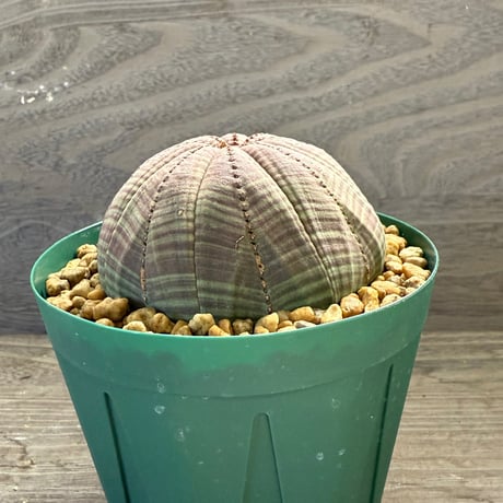 67、Euphorbia obesa