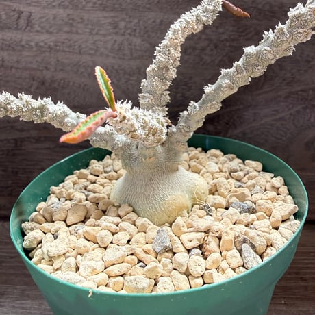 133、Euphorbia suzannae-marnierae