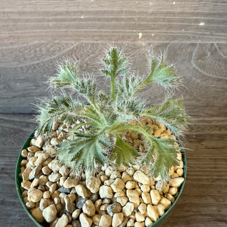 123、Pelargonium caroli-henrici