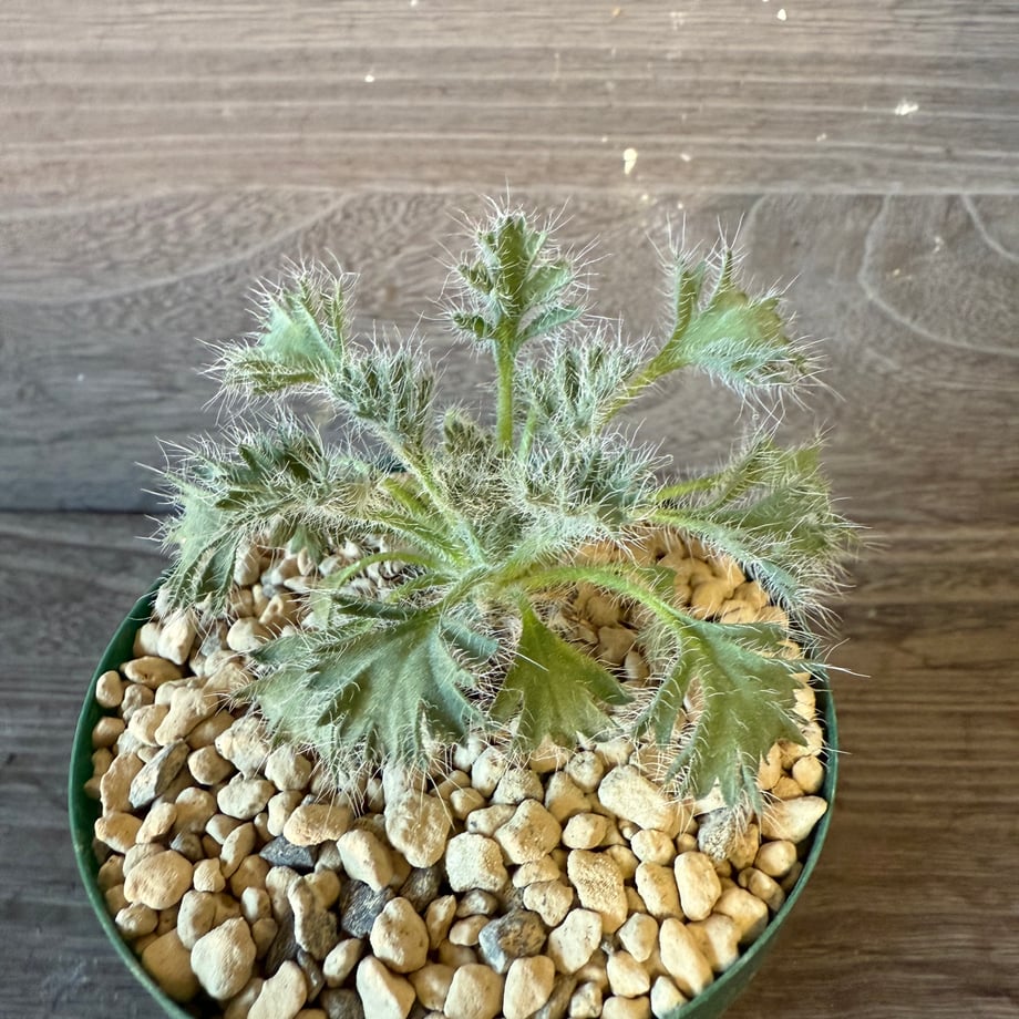 690585323cea4ae3b989cccb