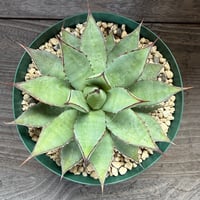 20、Agave ’filifera×isthmensis’