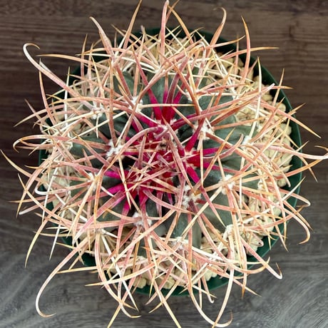 107、Ferocactus 赤刺金冠竜