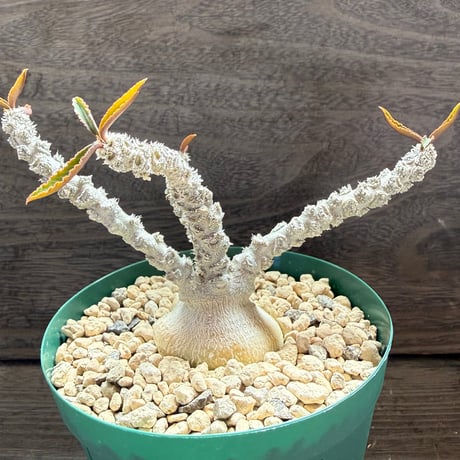133、Euphorbia suzannae-marnierae