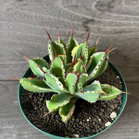 70、Agave ‘Cubic f.variegata‘