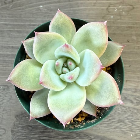 65、Echeveria ‘CS-NO-13‘ ‘lindsayana×Super White‘