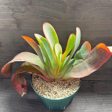 135、Aloe haemanthifolia