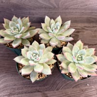 94、Echeveria ’CS-NO-05’ ’コロラータ旧来型×Alps’