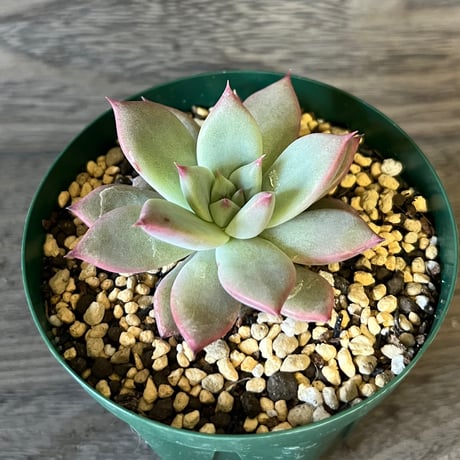4、Echeveria colorata ‘Gonta‘seeding