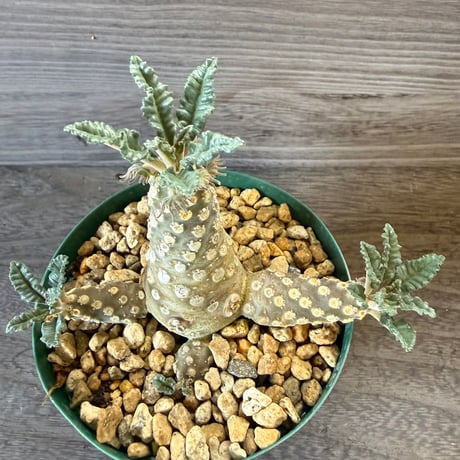 133、Dorstenia lavrani