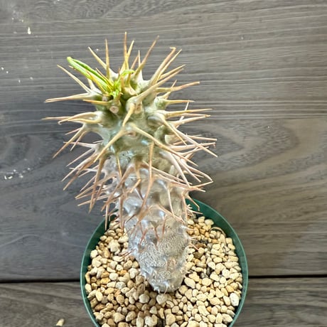 78、Pachypodium ambongense