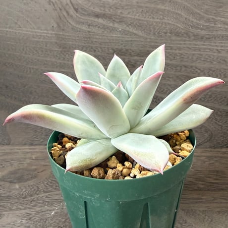 159、Echeveria ’CS-NO-09’ ’Alps’