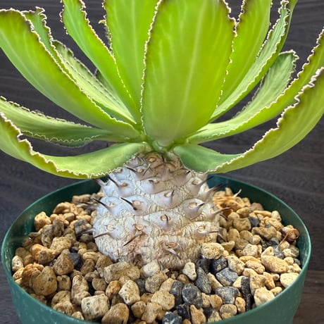 182、Euphorbia venenifica