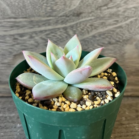 8、Echeveria colorata ‘Roof‘ seeding