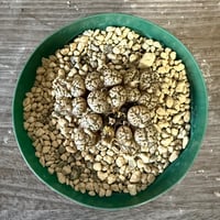 136、Conophytum pellucidum v.neohallii Wind hoek.springbok