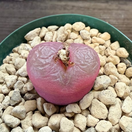 126、Conophytum 大型ラツム