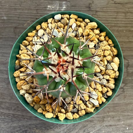 46、Discocactus gigantea