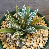 111、Agave 笹の雪’NO-03’