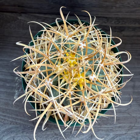 1、Ferocactus 金冠竜