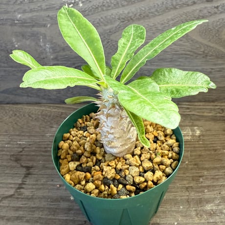 53、Pachypodium bicolor