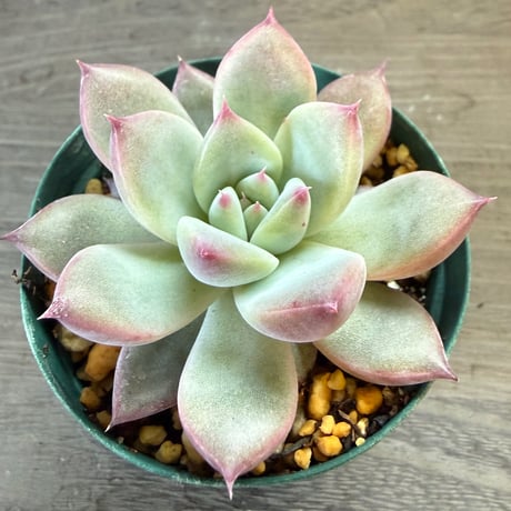 63、Echeveria ‘CS-NO-13‘ ‘lindsayana×Super White‘