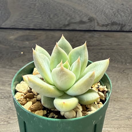 71、Echeveria ‘tolimanensis Rio Toliman×Super White‘