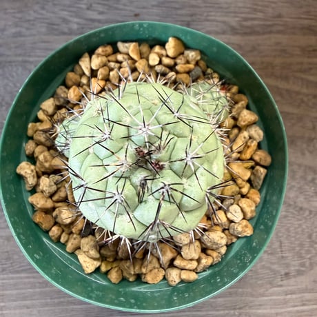 135、Ortegocactus macdougallii