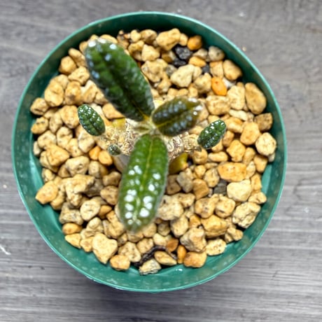 81、Dorstenia gigas（実）