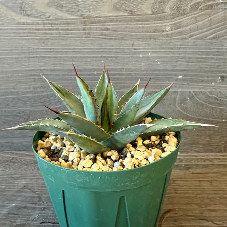 116、Agave arizonica wideleaf