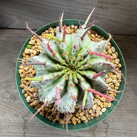 198、Euphorbia horrida var.major’胴太タイプ’