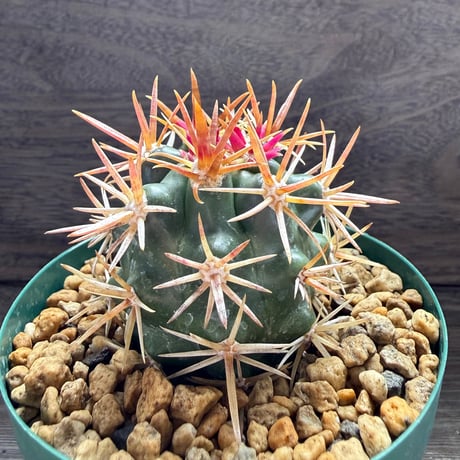 191、Ferocactus 紅裳竜