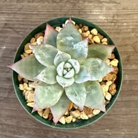 92、Echeveria colorata ’Roof’ seeding