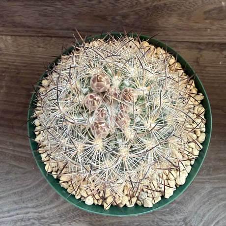 103、Echinomastus unguispinus