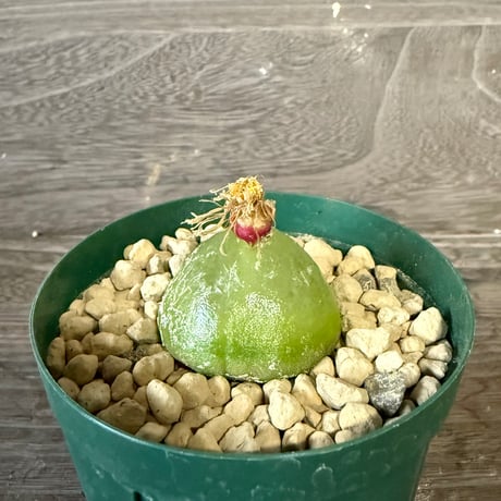 145、Conophytum burgeri