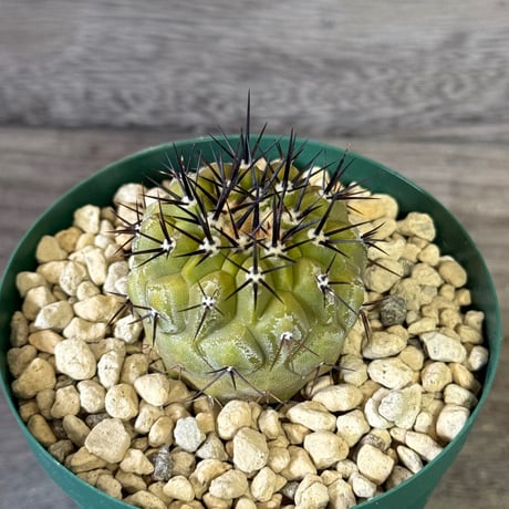 みわちゃん　カクタス　スケルトン　パーチ　細めNo.118特大No.208 ご注文品 | plants MARU ー 多肉植物・サボテン・園芸グッズのお