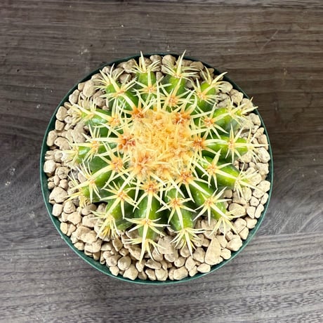 163、Echinocactus 短刺金鯱