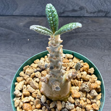 82、Dorstenia gigas（実）