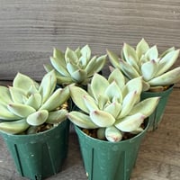 122、Echeveria ‘CS-No-08‘ ’コロラータ旧来型‘