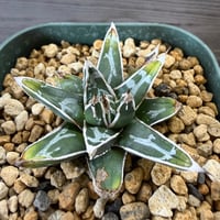 141、Agave 姫笹の雪
